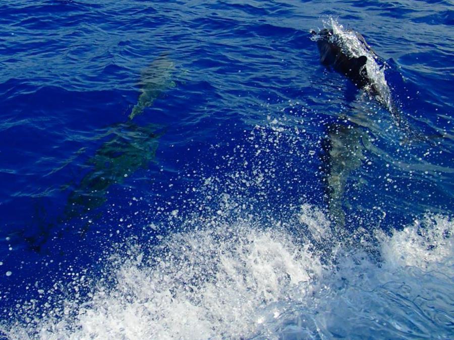 Dolphins - Bora Bora