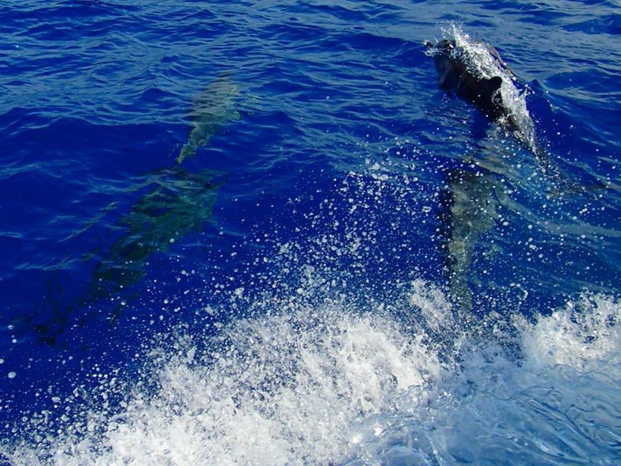 Dolphins - Bora Bora