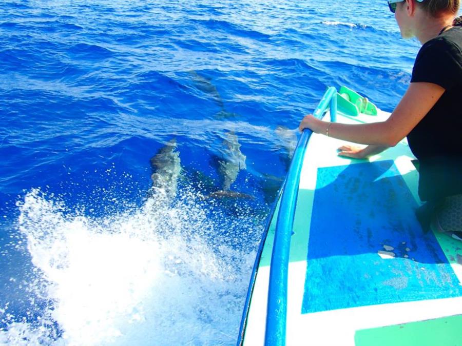 Dolphins - Bora Bora