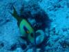 Acanthurus reversus - Bora Bora (French Polynesia)