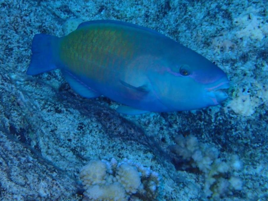 Chlorurus sordidus (Daisy parrotfish or bullethead parrotfish) - Bora Bora