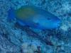 Chlorurus sordidus (Daisy parrotfish or bullethead parrotfish) - Bora Bora