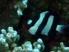 Dascyllus aruanus, known commonly as the Whitetail dascyllus or Humbug damselfish - Bora Bora