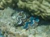 Giant Clams in Bora Bora (Society Islands) - French Polynesia