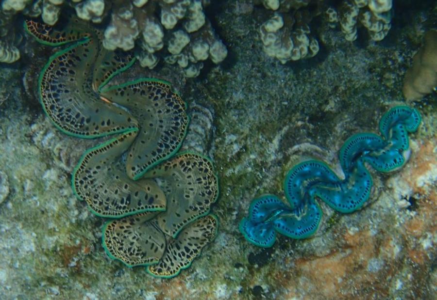 Giant Clams - Bora Bora (Society Islands) - French Polynesia