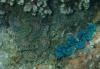 Giant Clams - Bora Bora (Society Islands) - French Polynesia