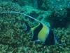 Bora Bora Moorish Idol (Society Islands - French Polynesia