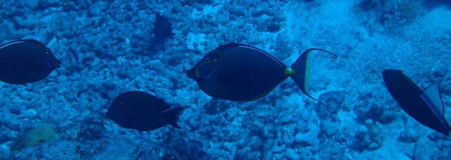 Naso lituratus is a species of fish in the family Acanthuridae - Bora Bora