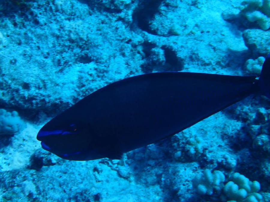 Naso vlamingii - Bora Bora (French Polynesia)