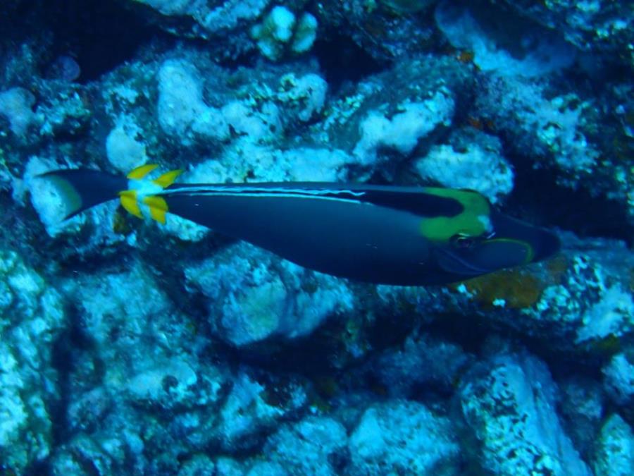 Orangespine unicornfish (Naso lituratus) viewed from the top in Bora Bora