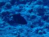 Pinktail Triggerfish (Melichthys vidua) in Bora Bora (French Polynesia)
