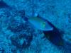 Scythe Triggerfish (Sufflamen bursa) on the left in Bora Bora (French Polynesia)