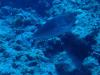 Short-nosed unicornfish or spotted unicornfish (Naso brevirostris) - Bora Bora