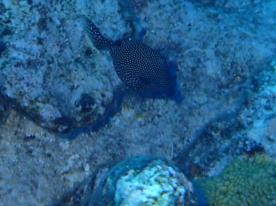 Spotted boxfish (Ostracion meleagris) - Bora Bora