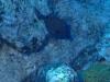 Spotted boxfish (Ostracion meleagris) - Bora Bora