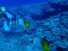 Threadfin Butterflyfish (Chaetodon auriga) - Bora Bora