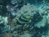 Zanclus cornutus juvenile - Bora Bora