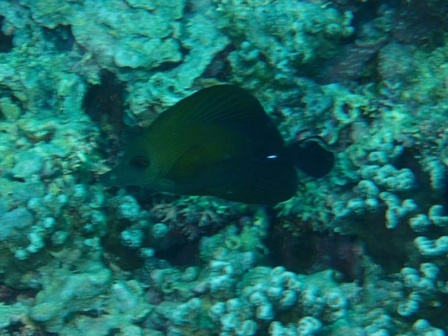 Fish in Bora Bora (Society Islands) - French Polynesia