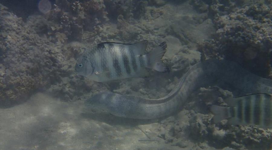 A Banded Sergeant (Abudefduf septemfasciatus) swimming above a peppered Moray (Gymnothorax pictus)