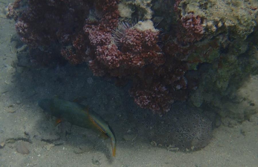 Orange-lined Triggerfish, sea urchin, sea cucumber, and red coral - Mo’orea