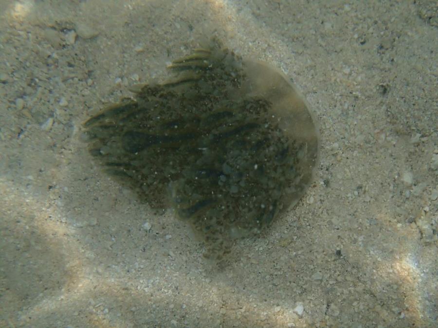 Upside down jellyfish - Mo’orea