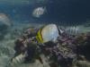 Vagabond Butterflyfish (Chaetodon vagabundus) - Mo’orea