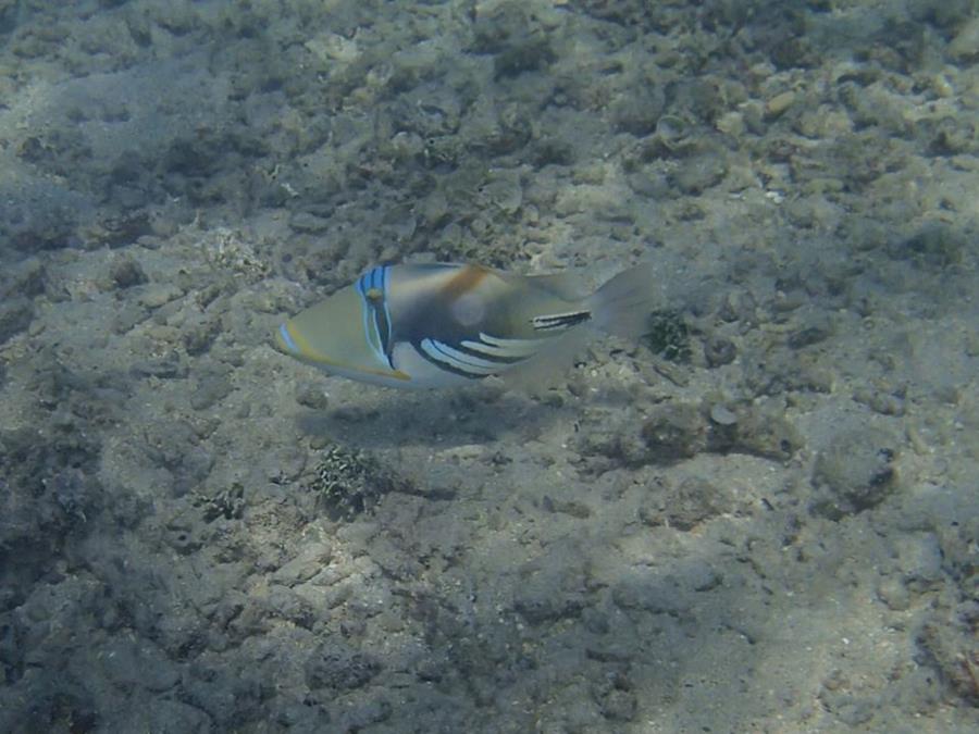 White-banded Triggerfish (Rhinecanthus aculeatus) - Mo’orea (French Polynesia)