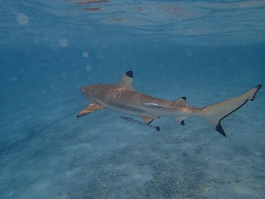 Black tip shark Blue Lagoon - Rangiroa