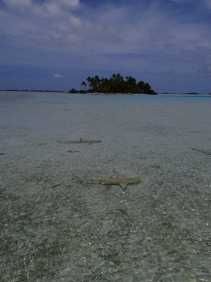 Blue Lagoon - Rangiroa - French Polynesia