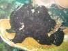 Black frogfish, Pandan Island