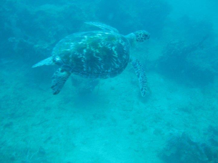 Hawksbill turtle