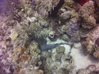 Sleeping nurse shark