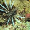 Lion fish