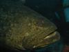 Goliath grouper