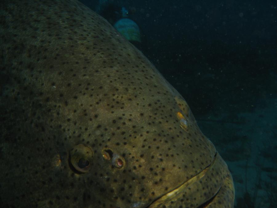 Goliath grouper