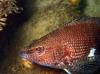 Belted Sandfish