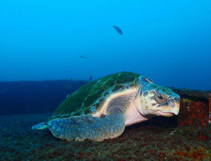 Loggerhead