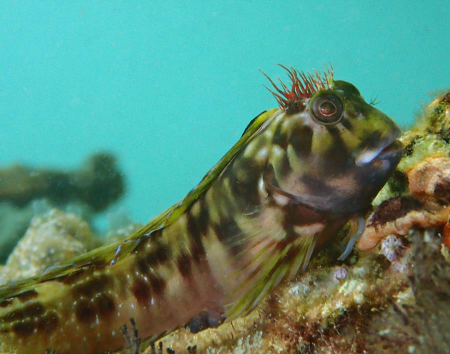 Molly Miller Blenny