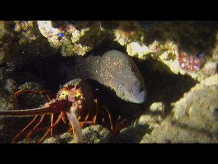 moray eel & lobster