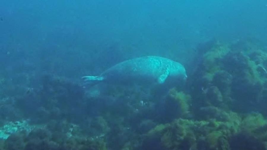 Harbor Seal