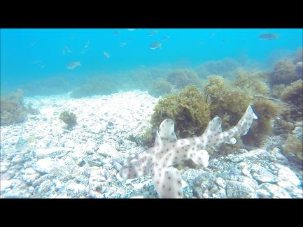 Horn Shark