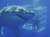 Guadalupe Island Great White