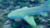 Nurse Shark in Turks & Caicos