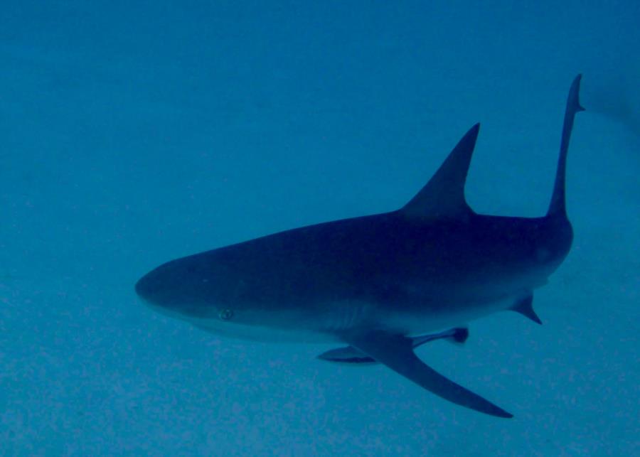 Reef Shark Turks & Caicos