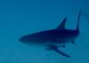 Reef Shark Turks & Caicos