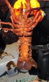 Lobster Spot