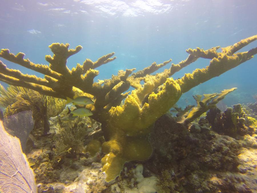Mallases reef