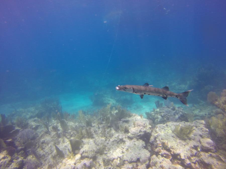 Hungry barracuda