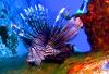 Lionfish