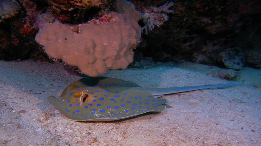 Bluespotted ray